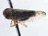  ( - CNC#HEM406123)  @11 [ ] CreativeCommons - Attribution (2014) CBG Photography Group Centre for Biodiversity Genomics
