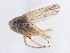  (Ceratagallia nanella - CNC#HEM406127)  @11 [ ] CreativeCommons - Attribution (2014) CBG Photography Group Centre for Biodiversity Genomics