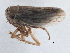  (Ceratagallia nanella australis - CNC#HEM406128)  @11 [ ] CreativeCommons - Attribution (2014) CBG Photography Group Centre for Biodiversity Genomics