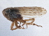  ( - CNC#HEM406145)  @11 [ ] CreativeCommons - Attribution (2014) CBG Photography Group Centre for Biodiversity Genomics