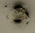  (Ceriodaphnia cf. megops - BarCrust 117)  @11 [ ] CreativeCommons - Attribution Non-Commercial Share-Alike (2015) A. Hobæk Norwegian Institute for Water Research