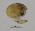  (Alona rustica - BarCrust 133)  @12 [ ] CreativeCommons - Attribution Non-Commercial Share-Alike (2015) A. Hobæk Norwegian Institute for Water Research