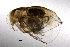  ( - BarCrust 143)  @13 [ ] CreativeCommons - Attribution Non-Commercial Share-Alike (2015) A. Hobæk Norwegian Institute for Water Research