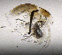  ( - BarCrust 152)  @11 [ ] CreativeCommons - Attribution Non-Commercial Share-Alike (2015) A. Hobæk Norwegian Institute for Water Research