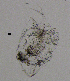  (Ilyocryptus acutifrons - BarCrust 157)  @11 [ ] CreativeCommons - Attribution Non-Commercial Share-Alike (2015) A. Hobæk Norwegian Institute for Water Research