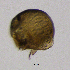  (Anchistropus - BarCrust 165)  @11 [ ] CreativeCommons - Attribution Non-Commercial Share-Alike (2015) A. Hobæk Norwegian Institute for Water Research