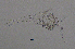  (Cyclops cf. abyssorum - BarCrust 170)  @11 [ ] CreativeCommons - Attribution Non-Commercial Share-Alike (2015) A. Hobæk Norwegian Institute for Water Research