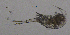  ( - BarCrust 172)  @11 [ ] CreativeCommons - Attribution Non-Commercial Share-Alike (2015) A. Hobæk Norwegian Institute for Water Research