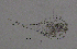  (Eucyclops denticulatus - BarCrust 177)  @11 [ ] CreativeCommons - Attribution Non-Commercial Share-Alike (2015) A. Hobæk Norwegian Institute for Water Research