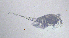  ( - BarCrust 182)  @11 [ ] CreativeCommons - Attribution Non-Commercial Share-Alike (2015) A. Hobæk Norwegian Institute for Water Research