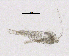  (Heterocope saliens - BarCrust 185)  @11 [ ] CreativeCommons - Attribution Non-Commercial Share-Alike (2015) A. Hobæk Norwegian Institute for Water Research