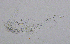  (Arctodiaptomus alpinus - BarCrust 191)  @11 [ ] CreativeCommons - Attribution Non-Commercial Share-Alike (2015) A. Hobæk Norwegian Institute for Water Research