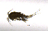  (Megacyclops - BarCrust 195)  @11 [ ] CreativeCommons - Attribution Non-Commercial Share-Alike (2015) A. Hobæk Norwegian Institute for Water Research