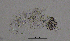  (Acanthodiaptomus - BarCrust 196)  @11 [ ] CreativeCommons - Attribution Non-Commercial Share-Alike (2015) A. Hobæk Norwegian Institute for Water Research