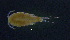  (Ectocyclops phaleratus - BarCrust 198)  @11 [ ] CreativeCommons - Attribution Non-Commercial Share-Alike (2015) A. Hobæk Norwegian Institute for Water Research