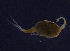  (Macrocyclops fuscus - BarCrust 199)  @11 [ ] CreativeCommons - Attribution Non-Commercial Share-Alike (2015) A. Hobæk Norwegian Institute for Water Research