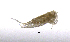  (Limnocalanus - BarCrust 202)  @11 [ ] CreativeCommons - Attribution Non-Commercial Share-Alike (2015) A. Hobæk Norwegian Institute for Water Research