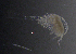  (Diacyclops sp - BarCrust 205)  @11 [ ] CreativeCommons - Attribution Non-Commercial Share-Alike (2015) A. Hobæk Norwegian Institute for Water Research