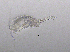  (Eucyclops macruroides - BarCrust 209)  @11 [ ] CreativeCommons - Attribution Non-Commercial Share-Alike (2015) A. Hobæk Norwegian Institute for Water Research
