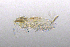  ( - BarCrust 221)  @11 [ ] CreativeCommons - Attribution Non-Commercial Share-Alike (2015) A. Hobæk Norwegian Institute for Water Research