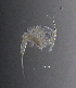  (Eucyclops cf. denticulatus - BarCrust 224)  @11 [ ] CreativeCommons - Attribution Non-Commercial Share-Alike (2015) A. Hobæk Norwegian Institute for Water Research