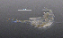  ( - BarCrust 227)  @11 [ ] CreativeCommons - Attribution Non-Commercial Share-Alike (2015) A. Hobæk Norwegian Institute for Water Research