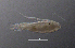  ( - BarCrust 229)  @11 [ ] CreativeCommons - Attribution Non-Commercial Share-Alike (2015) A. Hobæk Norwegian Institute for Water Research