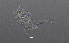  (Thermocyclops cf. crassus - BarCrust 236)  @11 [ ] CreativeCommons - Attribution Non-Commercial Share-Alike (2015) A. Hobæk Norwegian Institute for Water Research