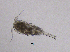  (Acanthocyclops sp - BarCrust 245)  @11 [ ] CreativeCommons - Attribution Non-Commercial Share-Alike (2015) A. Hobæk Norwegian Institute for Water Research