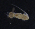  ( - BarCrust 247)  @11 [ ] CreativeCommons - Attribution Non-Commercial Share-Alike (2015) A. Hobæk Norwegian Institute for Water Research