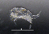  (Acanthocyclops cf. robustus - BarCrust 252)  @11 [ ] CreativeCommons - Attribution Non-Commercial Share-Alike (2015) A. Hobæk Norwegian Institute for Water Research