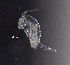  (Acanthocyclops cf. vernalis - BarCrust 253)  @11 [ ] CreativeCommons - Attribution Non-Commercial Share-Alike (2015) A. Hobæk Norwegian Institute for Water Research