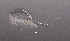  (Eucyclops cf. speratus - BarCrust 254)  @11 [ ] CreativeCommons - Attribution Non-Commercial Share-Alike (2015) A. Hobæk Norwegian Institute for Water Research