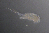  ( - BarCrust 256)  @11 [ ] CreativeCommons - Attribution Non-Commercial Share-Alike (2015) A. Hobæk Norwegian Institute for Water Research