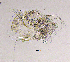  (Polyphemus pediculus - BarCrust 262)  @12 [ ] CreativeCommons - Attribution Non-Commercial Share-Alike (2015) A. Hobæk Norwegian Institute for Water Research