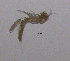  (Elaphoidella gracilis - BarCrust 275)  @11 [ ] CreativeCommons - Attribution Non-Commercial Share-Alike (2015) A. Hobæk Norwegian Institute for Water Research