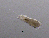  (Attheyella crassa - BarCrust 287)  @11 [ ] CreativeCommons - Attribution Non-Commercial Share-Alike (2015) A. Hobæk Norwegian Institute for Water Research