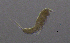  ( - BarCrust 292)  @11 [ ] CreativeCommons - Attribution Non-Commercial Share-Alike (2015) A. Hobæk Norwegian Institute for Water Research