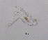  ( - BarCrust 302)  @11 [ ] CreativeCommons - Attribution Non-Commercial Share-Alike (2015) A. Hobæk Norwegian Institute for Water Research