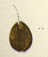  ( - BarCrust 373)  @11 [ ] CreativeCommons - Attribution Non-Commercial Share-Alike (2015) A. Hobæk Norwegian Institute for Water Research