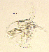  ( - BarCrust 40)  @11 [ ] CreativeCommons - Attribution Non-Commercial Share-Alike (2015) A. Hobæk Norwegian Institute for Water Research