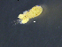  (Megacyclops viridis - BarCrust 418)  @11 [ ] CreativeCommons - Attribution Non-Commercial Share-Alike (2015) A. Hobæk Norwegian Institute for Water Research