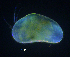  ( - BarCrust 467)  @11 [ ] CreativeCommons - Attribution Non-Commercial Share-Alike (2015) A. Hobæk Norwegian Institute for Water Research