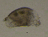  (Potamocypris pallida - BarCrust 478)  @11 [ ] CreativeCommons - Attribution Non-Commercial Share-Alike (2015) A. Hobæk Norwegian Institute for Water Research