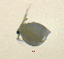  (Ceriodaphnia cf. quadrangula - BarCrust 56)  @12 [ ] CreativeCommons - Attribution Non-Commercial Share-Alike (2015) A. Hobæk Norwegian Institute for Water Research