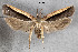  ( - STRI_ENT_0121302)  @11 [ ] CreativeCommons - Attribution Share - Alike (2023) Smithsonian Tropical Research Institute Photography Group Smithsonian Tropical Research Institute