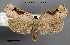  ( - STRI_ENT_0121609)  @11 [ ] CreativeCommons - Attribution Share - Alike (2023) Smithsonian Tropical Research Institute Photography Group Smithsonian Tropical Research Institute