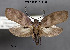  (Urodus isthmiella - STRI_ENT_0121615)  @11 [ ] CreativeCommons - Attribution Share - Alike (2023) Smithsonian Tropical Research Institute Photography Group Smithsonian Tropical Research Institute