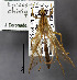  (Enicospilus chiriquensis - STRI_ENT_0122452)  @11 [ ] CreativeCommons - Attribution Share - Alike (2023) Smithsonian Tropical Research Institute Photography Group Smithsonian Tropical Research Institute