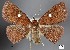  (Antapistis leucospila - STRI_ENT_0124298)  @11 [ ] CreativeCommons - Attribution Share - Alike (2023) Smithsonian Tropical Research Institute Photography Group Smithsonian Tropical Research Institute